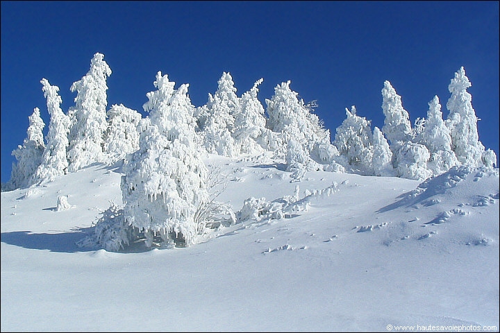 un paysage avec des sapins sous la neige dans les Alpes