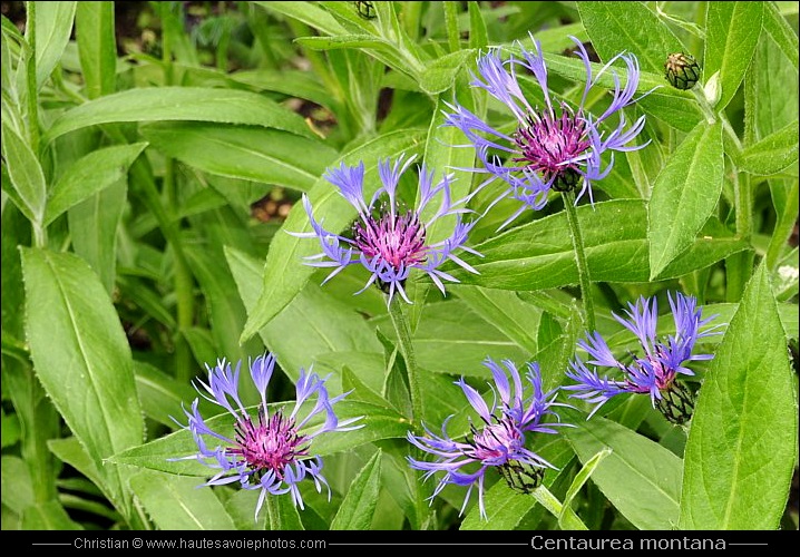 Bleuet de montagne - Centaurea montana ou Cyanus montanus