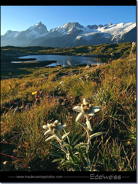 Edelweiss - Leontopodium alpinum