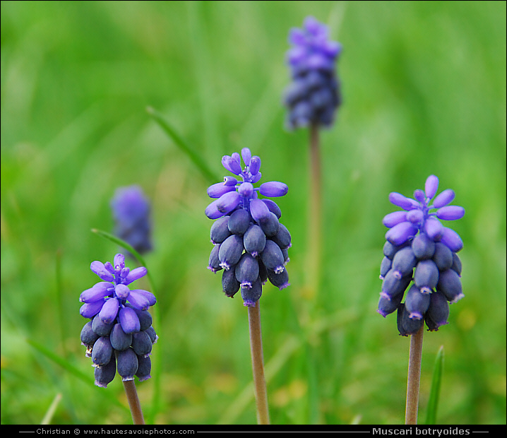 Muscari - Muscari botryoides