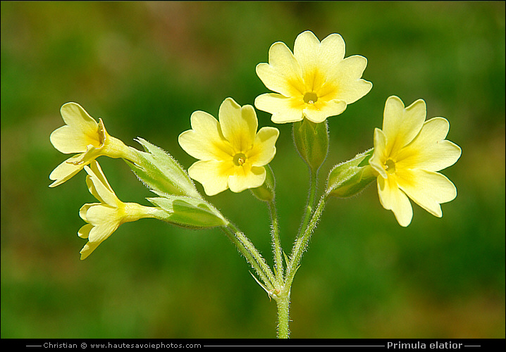 fleur de Primevère élevée