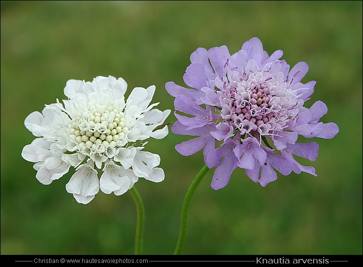 une forme blanche à coté d'une Knautie classique mauve