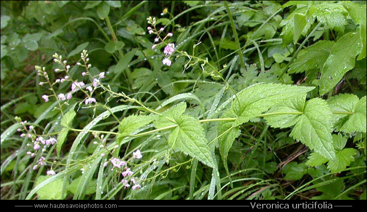 Véronique à feuilles d'ortie - Veronica urticifolia