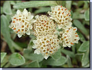 Antennaire dioïque - Antennaria dioica