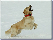 Chien