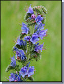 Vipérine - Echium vulgare