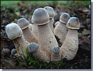 Lépiote de Bresadola - Leucoagaricus bresadolae