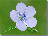 Lin à feuilles fines - Linum tenuifolium