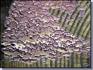 St�r�e pourpre - Stereum purpureum