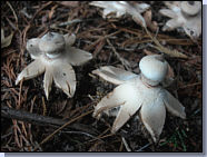G�astre stri� - Geastrum striatum