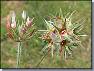 Trèfle étoilé -Trifolium stellatum