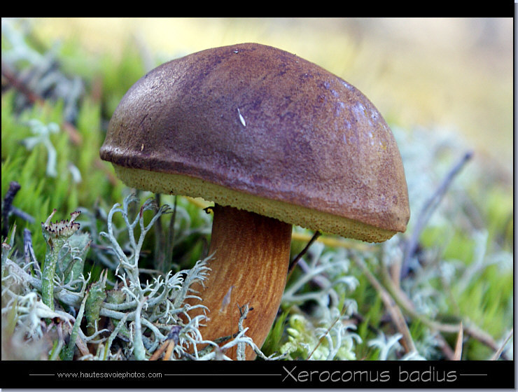Bolet bai - Xerocomus badius