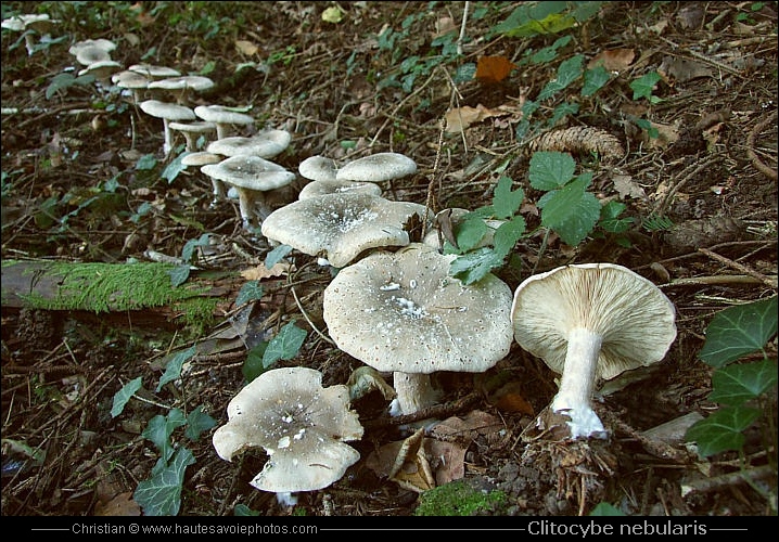 clitocybe-nebularis.jpg