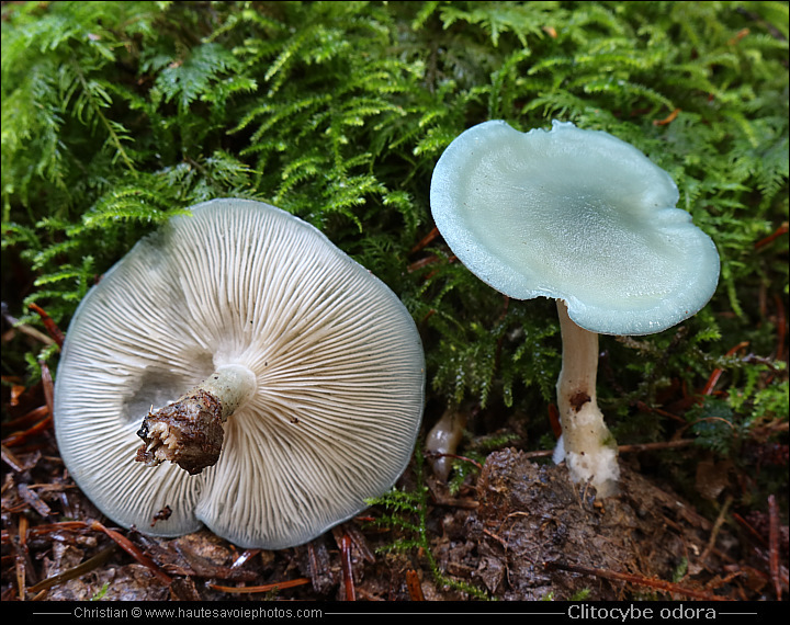 Clitocybe anisé ou Clitocybe vert - Clitocybe odora