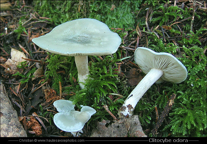 Clitocybe anisé ou Clitocybe vert - Clitocybe odora