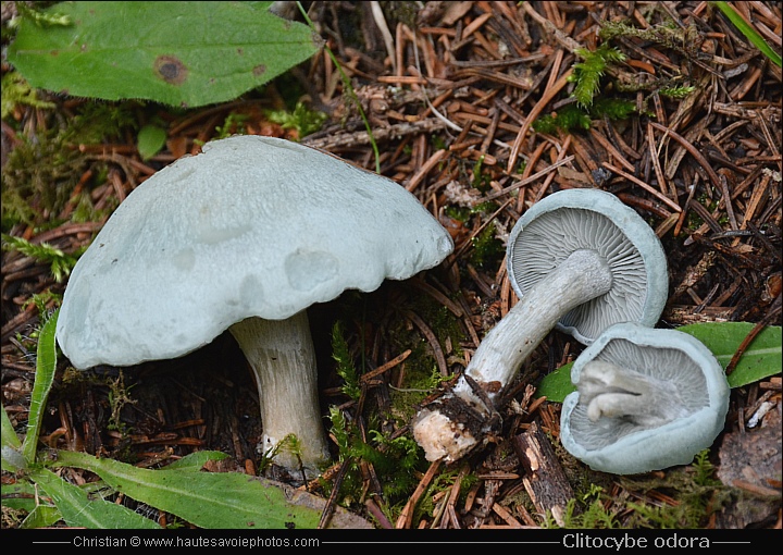 Clitocybe anisé ou Clitocybe vert - Clitocybe odora