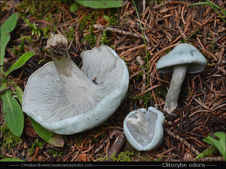 Clitocybe anisé ou Clitocybe vert - Clitocybe odora