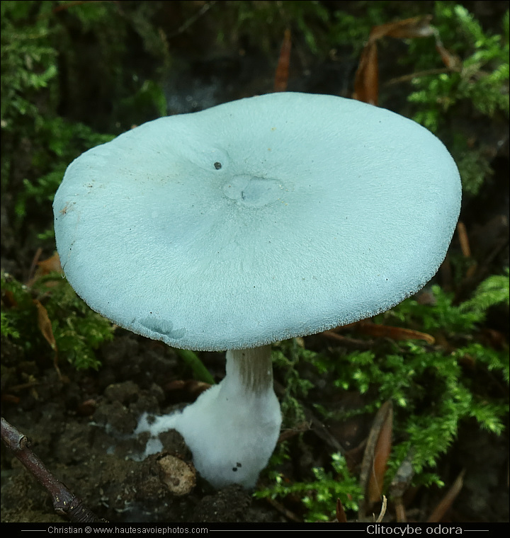 Clitocybe anisé ou Clitocybe vert - Clitocybe odora