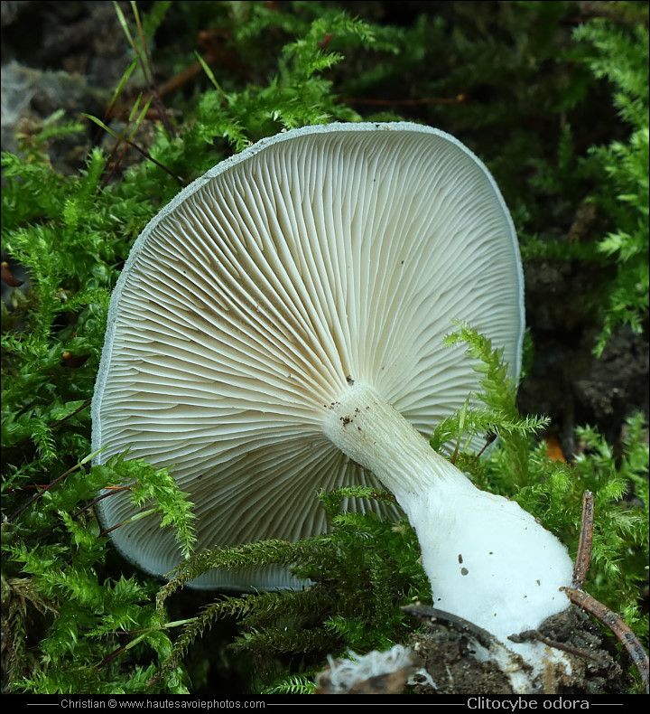 Clitocybe anisé ou Clitocybe vert - Clitocybe odora