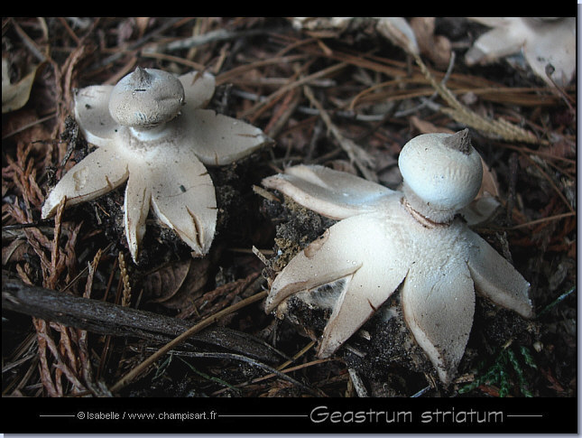 G�astre stri� - Geastrum striatum