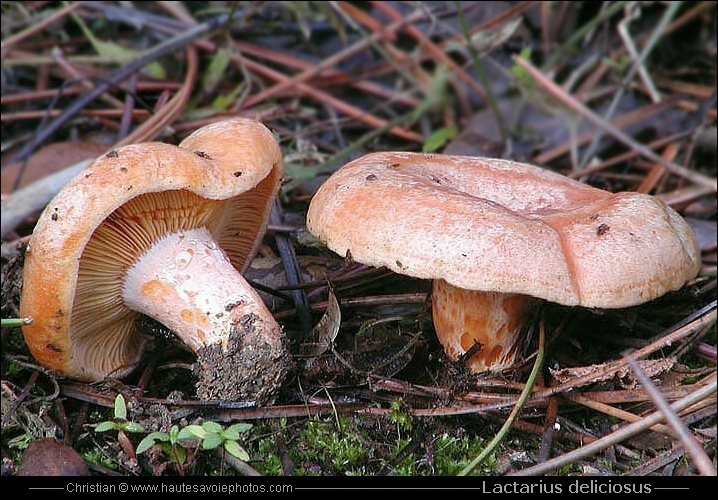 lactarius_deliciosus.jpg