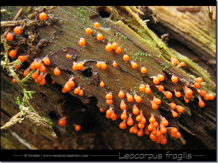 Léocarpe fragile