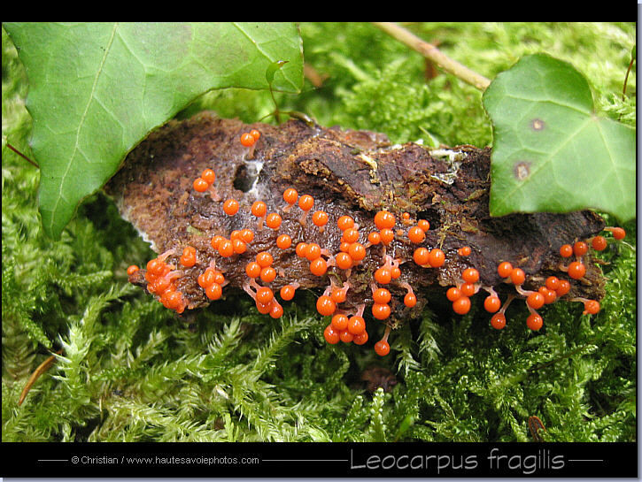 Leocarpus fragilis