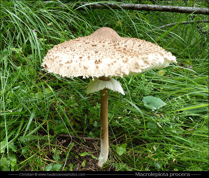 champignons coulemelle comestible - coulemelle mortelle