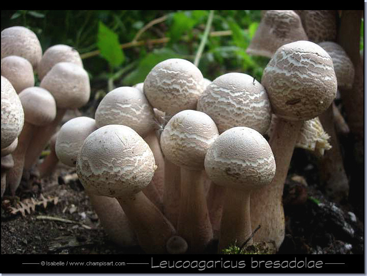 Lépiote de bresadola