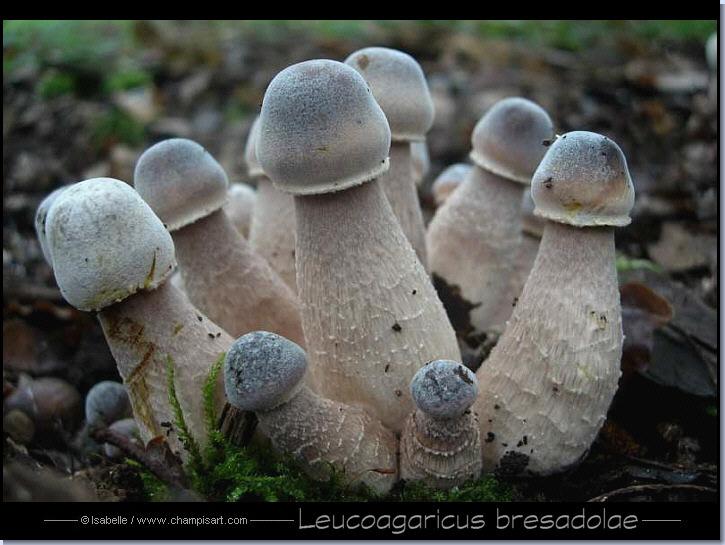 Leucoagaricus bresadolae
