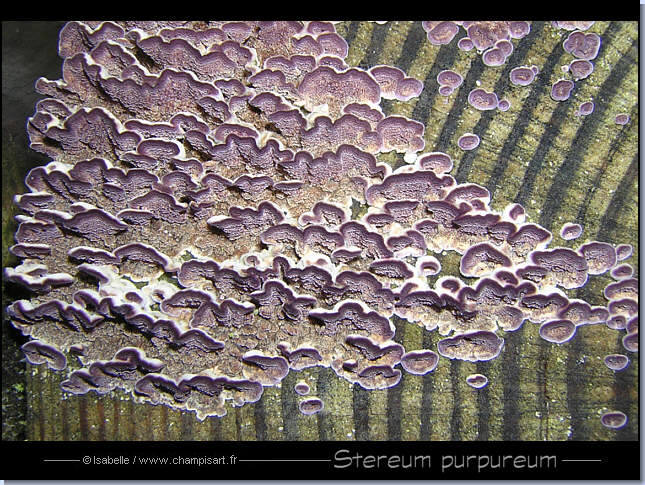 St�r�e pourpre - Stereum purpureum