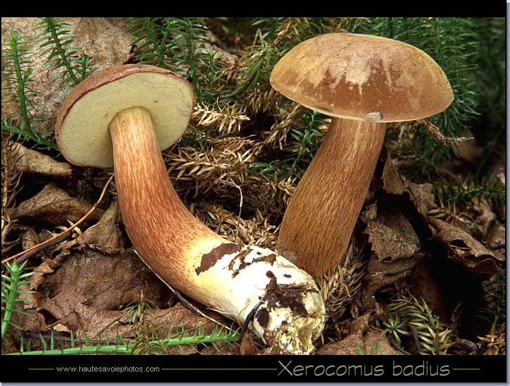 Bolet bai - Xerocomus badius