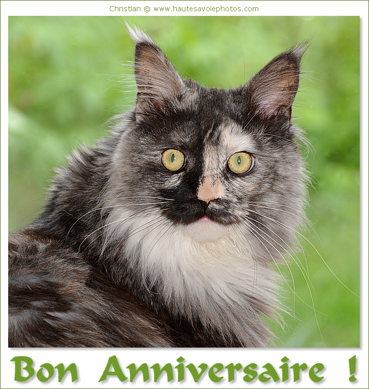 Bon anniversaire - Chat
