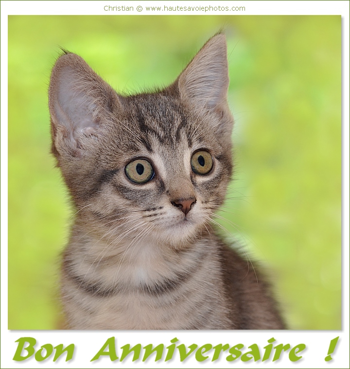 Bon anniversaire - Chat
