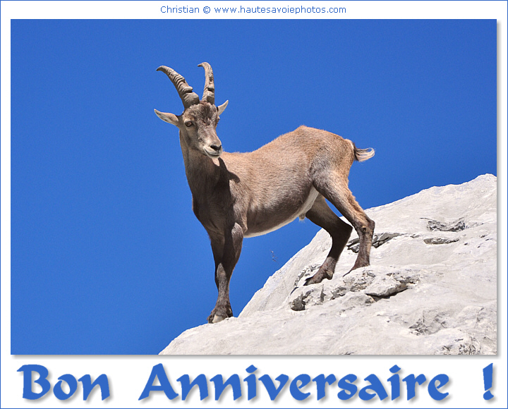 Bon Anniversaire avec un bouquetin