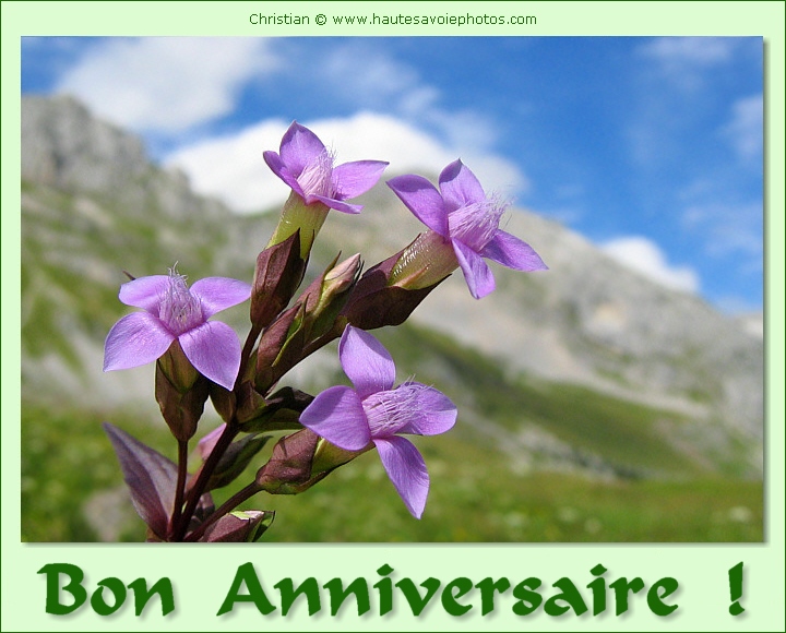 Bon Anniversaire avec une gentiane
