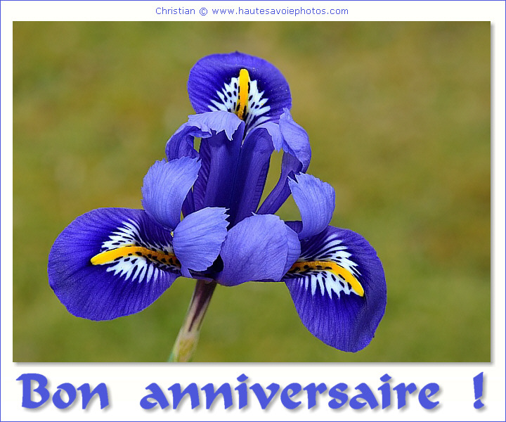 Bon anniversaire - Iris bleu
