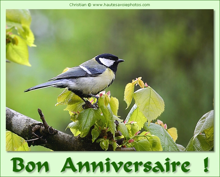 Bon Anniversaire avec une mésange