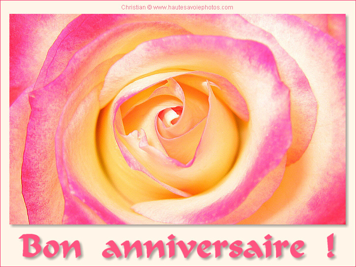 Bon anniversaire - Rose