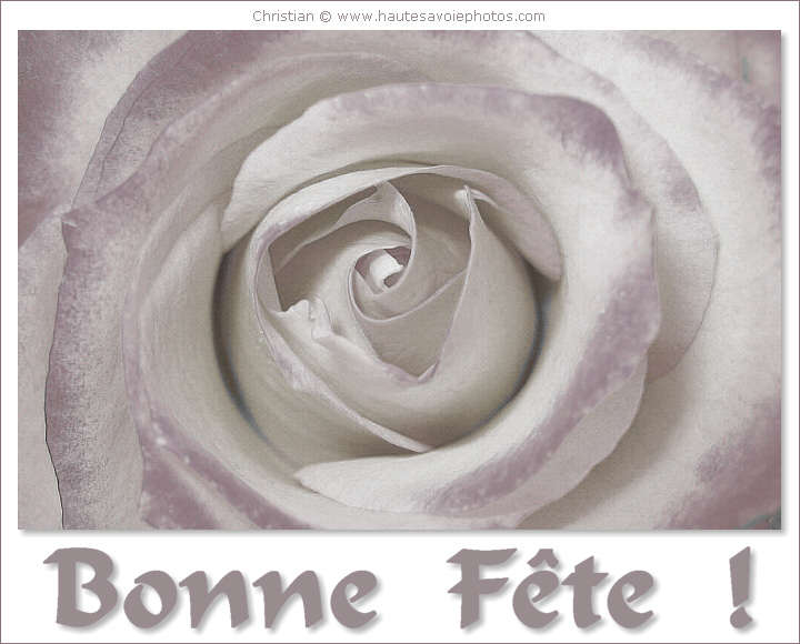 Bonne Fête - Tulipes