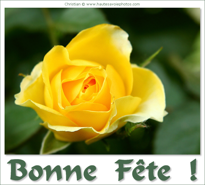 Bonne Fête - Tulipes