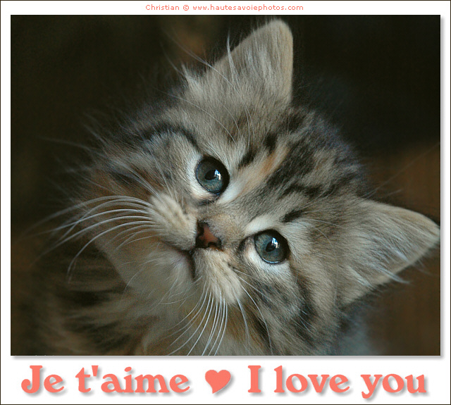 chaton