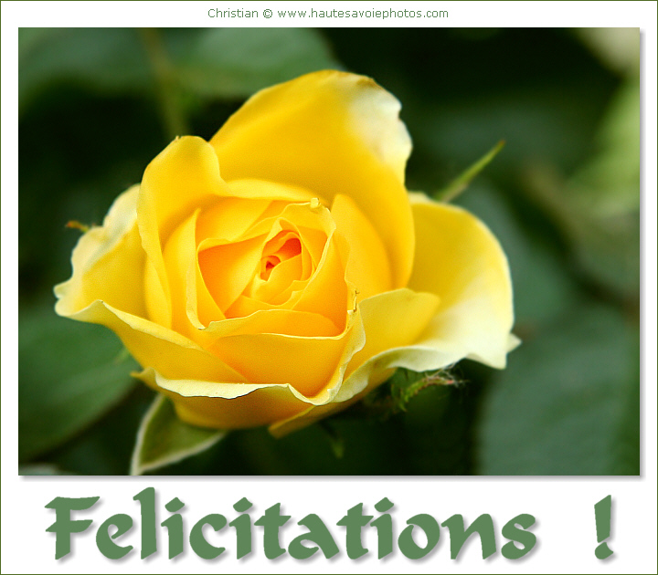 Félicitations - carte jaune