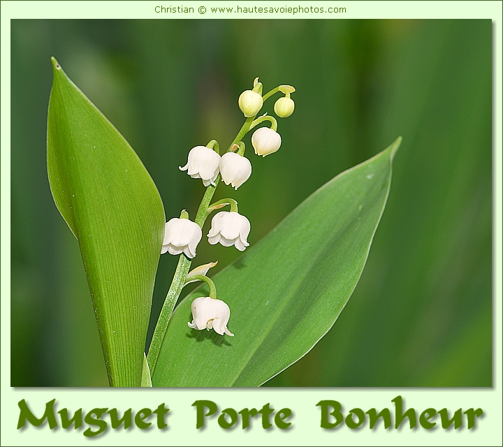 Muguet porte bonheur