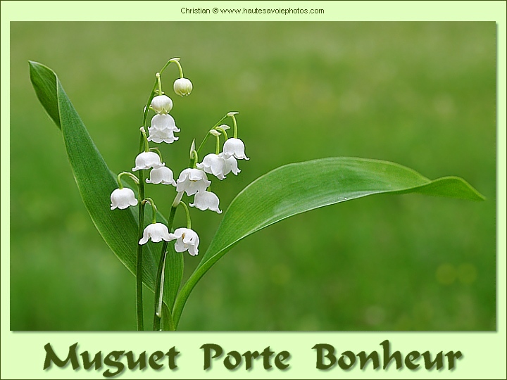 Muguet porte bonheur