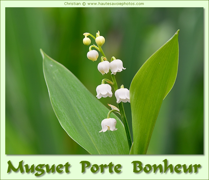 Muguet porte bonheur