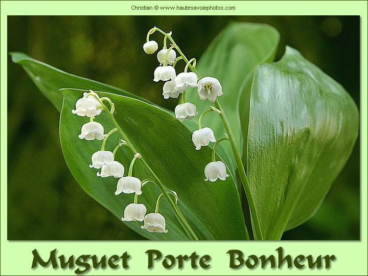 Muguet porte bonheur