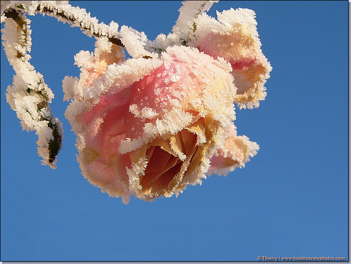 une Rose givrée