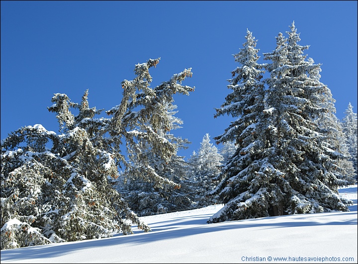 Sapins enneigés au Semnoz