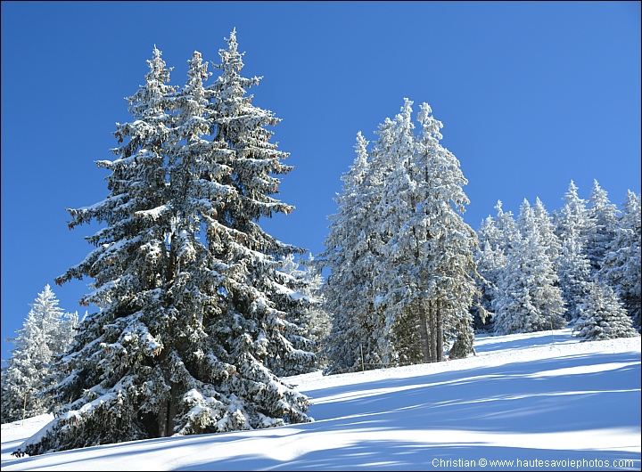 Sapins enneigés au Semnoz